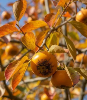 Hurmi kaki 'Ragno' , osobný odber